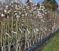 Magnolia X loebneri 'Wildcat' - Magnolia 'Wildcat' - 4