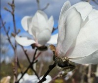 Magnolia X loebneri 'Wildcat' - Magnolia 'Wildcat' - 3