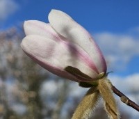 Magnolia X loebneri 'Wildcat' - Magnolia 'Wildcat' - 2