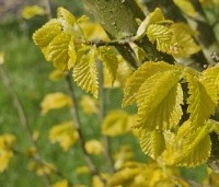 Ulmus hollandica 'Wredei' - Goudiep - 3