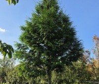 Thuja plicata 'Gelderland' - Reuzenlevensboom - 4