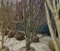 Cercis siliquastrum - Judasboom - 2