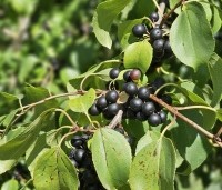 Rhamnus cathartica - Wegedoorn - 1