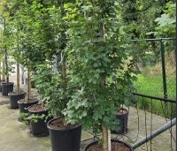 Acer campestre 'Green Column' - Zuilvormige veldesdoorn - 10