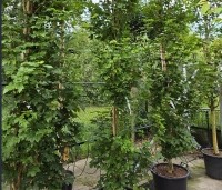 Acer campestre 'Green Column' - Zuilvormige veldesdoorn - 9