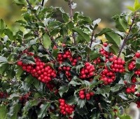 Ilex meserveae 'Blue Princess' - Blauwe hulst 'Blue Princess'   - 1