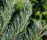 Pinus sylvestris 'Norska' - Grove Den 'Norska' - 4