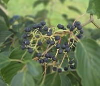Cornus controversa 'Pagoda' - Reuze kornoelje 'Pagoda'  - 1
