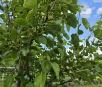 Morus alba 'White Berry' - Witte moerbei vruchtboom - 1