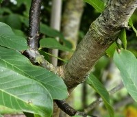 Juglans regia 'Bella Maria' - Walnoot 'Bella Maria' - 4