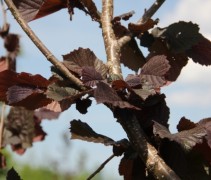 Corylus Roter Zellernote