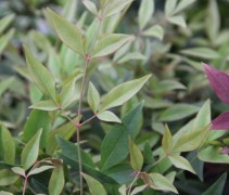 Nandina 'Magical Sunrise'