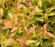 Spiraea japonica Goldflame