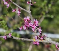 Cercis canadensis 'Forest Pansy' - Amerikaanse judasboom - 2