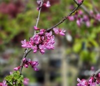 Cercis canadensis 'Forest Pansy' - Amerikaanse judasboom - 3