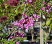 Cercis canadensis 'Forest Pansy' - Amerikaanse judasboom - 1