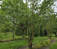 Acer campestre - Veldesdoorn - 4
