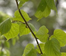 Blad Zomerlinde