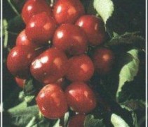 Duroni