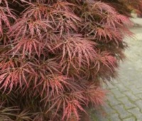 Acer palmatum 'Dragon Fire' - Japanse Esdoorn Dragon Fire - 4