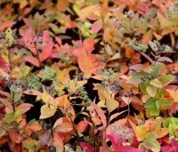 Spiraea japonica 'Little Princess' - Spierstruik 'Little Princess' - vakbeplanting  - herfst