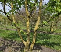 Acer campestre - Veldesdoorn - 1