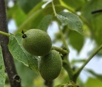 Juglans regia 'Plovdivski' - Walnoot 'Plovdivski' - 3