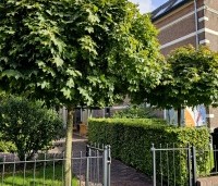 Acer platanoides 'Globosum' - Bol esdoorn 'Globosum' - 4