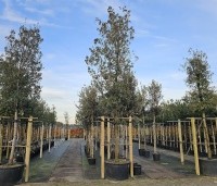 Quercus suber - Kurkeik - 1