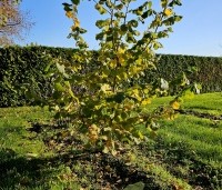 Corylus avellana 'Wunder aus Bollweiler' - Hazelnoot 'Wunder aus Bollweiler' - 1