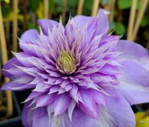 Clematis 'Multiblue'