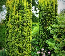 Taxus