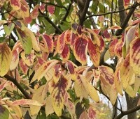 Cornus controversa - Reuzenkornoelje - 1