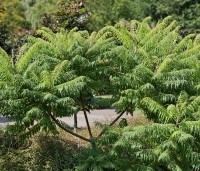 Rhus typhina 'Dissecta' - Rhus typhina 'Dissecta' - 3