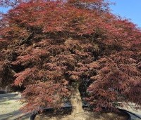 Acer palmatum 'Dragon Fire' - Japanse Esdoorn Dragon Fire - 1