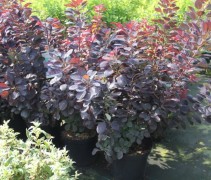 Cotinus Royal Purple