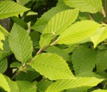 Jong blad Carpinus betulus 'Fastigiata'