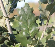 Quercus Ithaburensis 'Hemelrijk Silver'