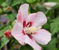 Hibiscus syriacus 'Hamabo' - Altheastruik  'Hamabo' - 1