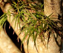 Acer palmatum 'Scolopendrifolium' herfst