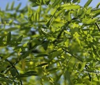 Sophora Japonica 'Pendula' - Treurvormige Japanse Honingboom - 2