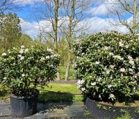 Rhododendron 'Cunningham's White' - Rododendron - in diverse maten