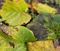 Corylus colurna - Turkse hazelaar - 2