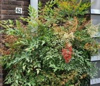 Nandina domestica - Hemelse bamboe - 2