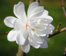 Magnolia Wildcat met roosachtige witte bloem