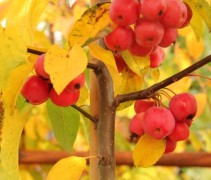 Malus Red Sentinel