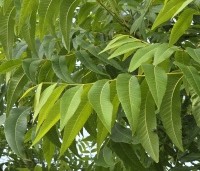 Carya illinoinensis - Pecannoot - 1
