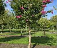 Lagerstroemia indica 'Rosea' - Indische sering - 2