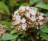 Viburnum tinus 'Eve Price' - Sneeuwbal 'Eve Price' - 2