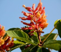 Aesculus pavia 'Nana Rosea'
